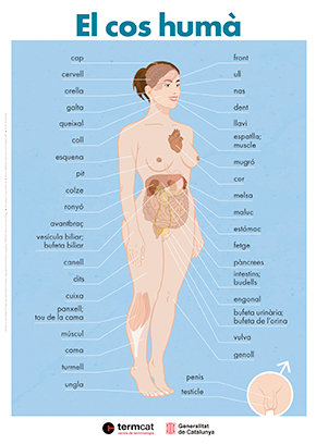 Infografia El cos humà