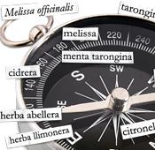 Criteris terminològics