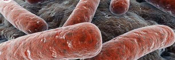 imatge del bacteri